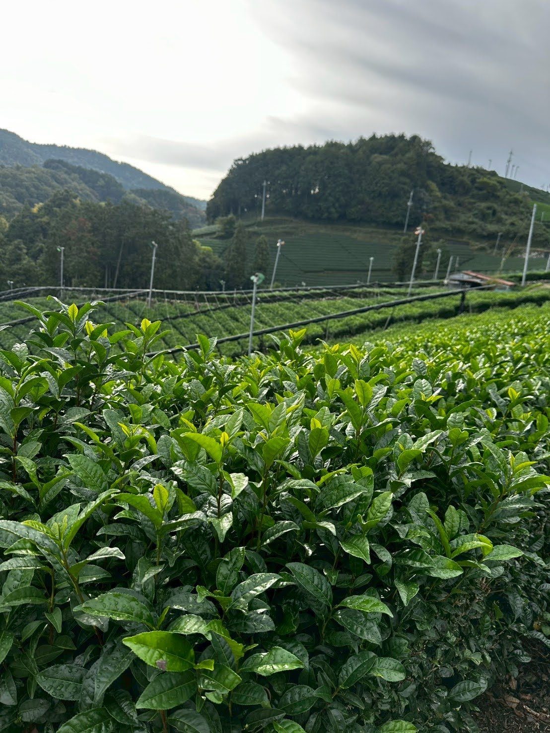 茶の新芽