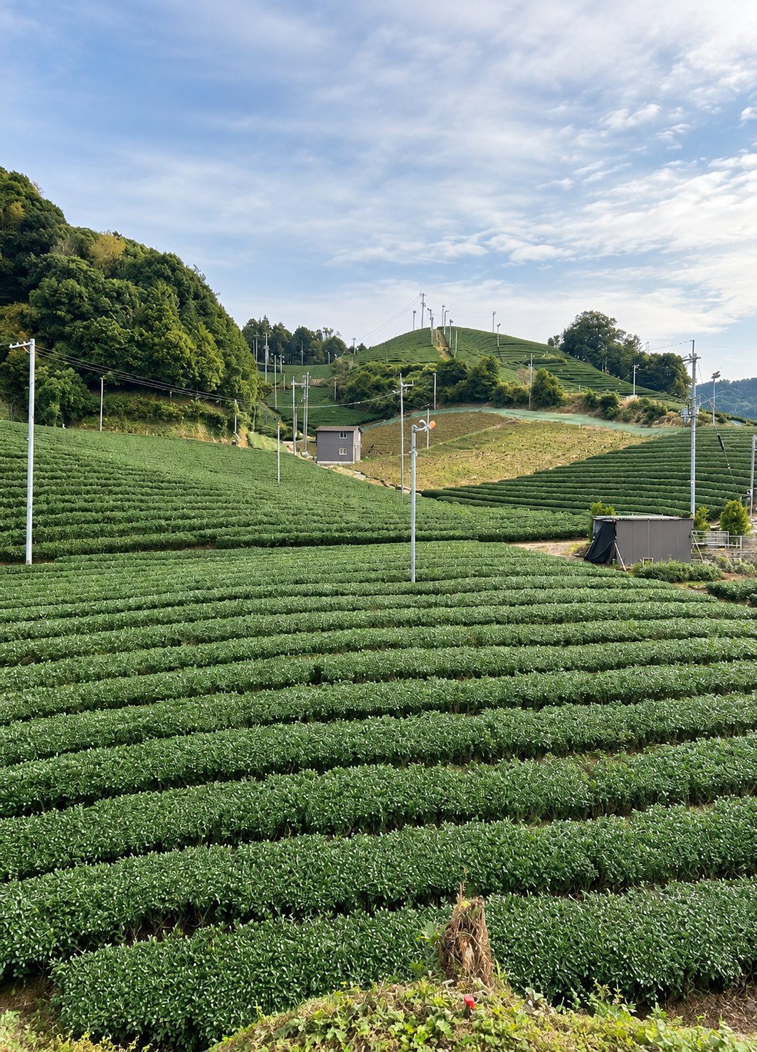 京都の茶畑