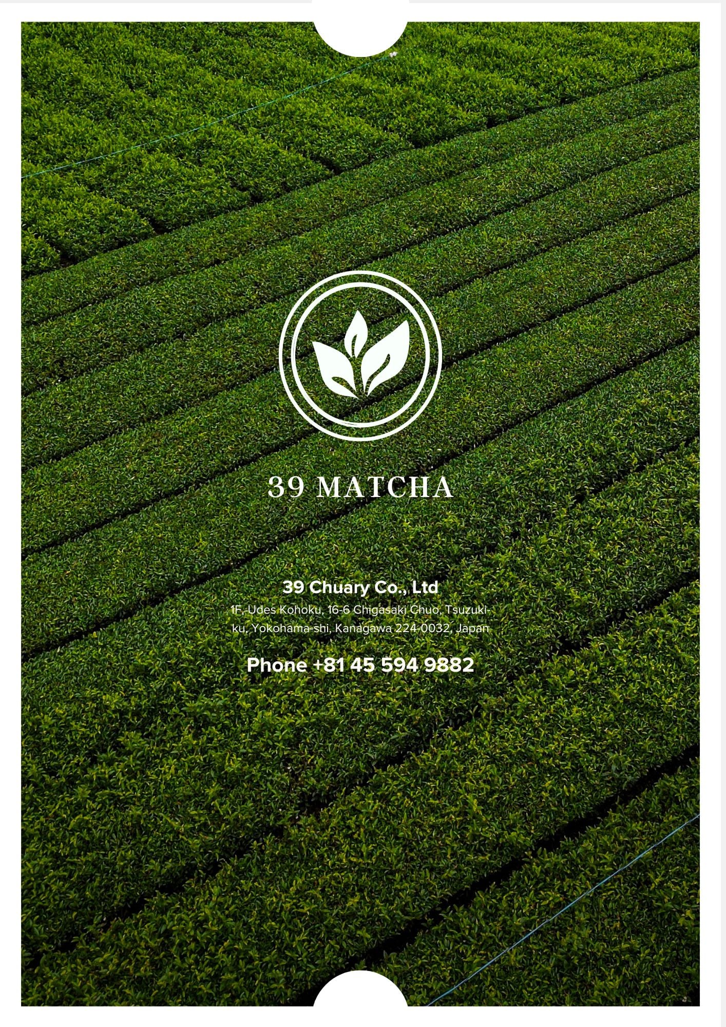 Contact 39 Matcha
